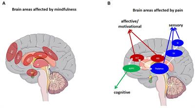 Dynamic processes of mindfulness-based alterations in pain perception